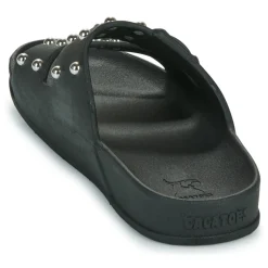 Cacatoès - FLORIANOPOLIS